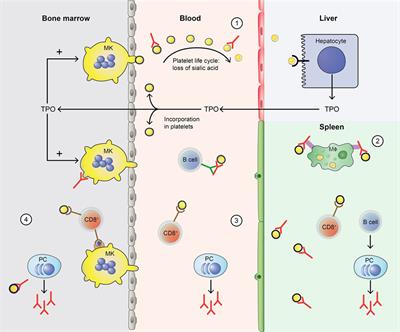 Emerging Concepts in <mark class="highlighted">Immune Thrombocytopenia</mark>